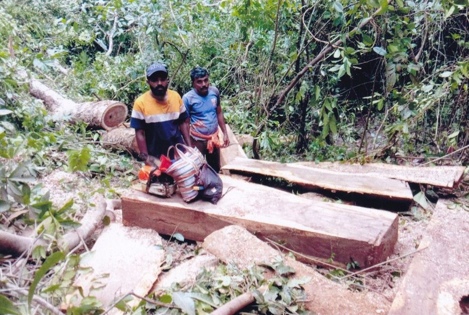 ಉಪ್ಪಿನಂಗಡಿ: ಮರ ಕಳ್ಳತನ ಆರೋಪ; ಮೂವರ ಬಂಧನ