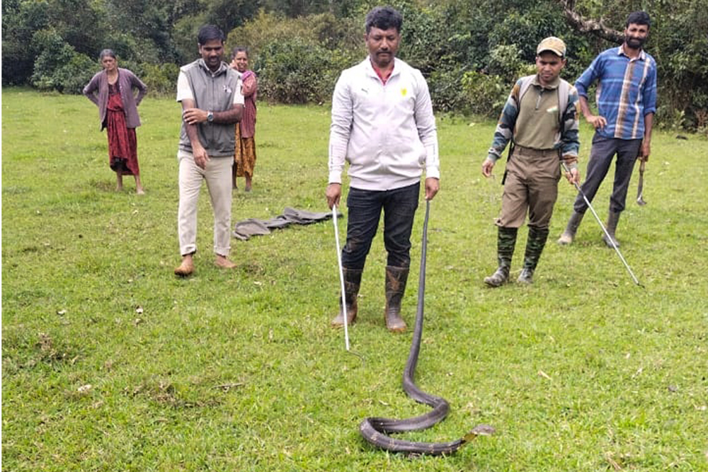 ಮಡಿಕೇರಿ: ಗದ್ದೆಯಲ್ಲಿದ್ದ ಕಾಳಿಂಗ ಸರ್ಪದ ರಕ್ಷಣೆ