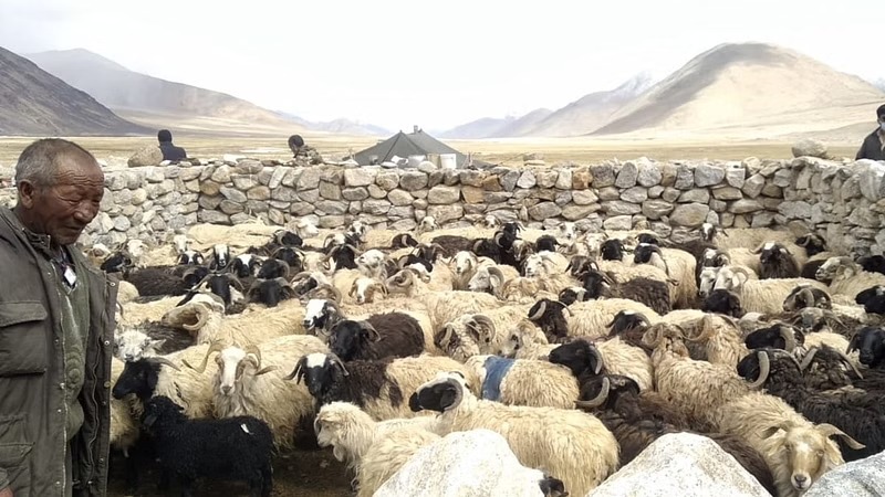 ಲಡಾಖ್‌ ಗಡಿಯಲ್ಲಿ ಜಾನುವಾರು ಮೇಯಿಸುವ ಭಾರತೀಯರನ್ನು ತಡೆದ ಚೀನಾ ಸೇನಾ