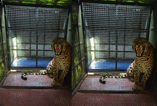 ಶಿವಮೊಗ್ಗ: ಕೊಮ್ಮನಾಳು ಗ್ರಾಮಸ್ಥರಲ್ಲಿ ಆತಂಕ ಸೃಷ್ಟಿಸಿದ್ದ ಚಿರತೆ ಸೆರೆ