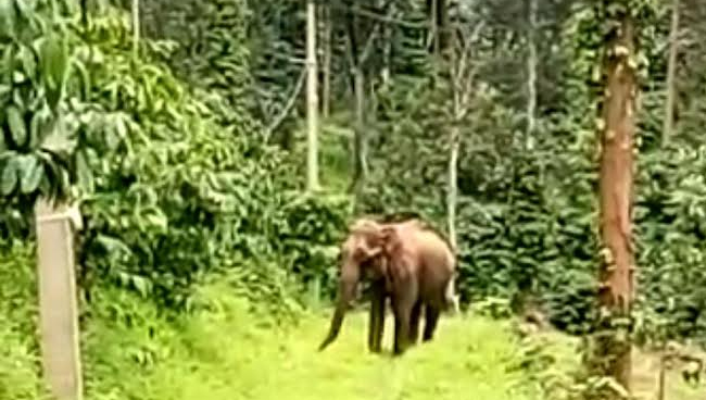 ಮಡಿಕೇರಿ | ಅಭ್ಯತ್ ಮಂಗಲದಲ್ಲಿ ಪ್ರತ್ಯಕ್ಷವಾದ ಕಾಡಾನೆಗಳ ಹಿಂಡು; ತೋಟ, ಗದ್ದೆ ನಾಶ: ಆತಂಕದಲ್ಲಿ ಗ್ರಾಮಸ್ಥರು