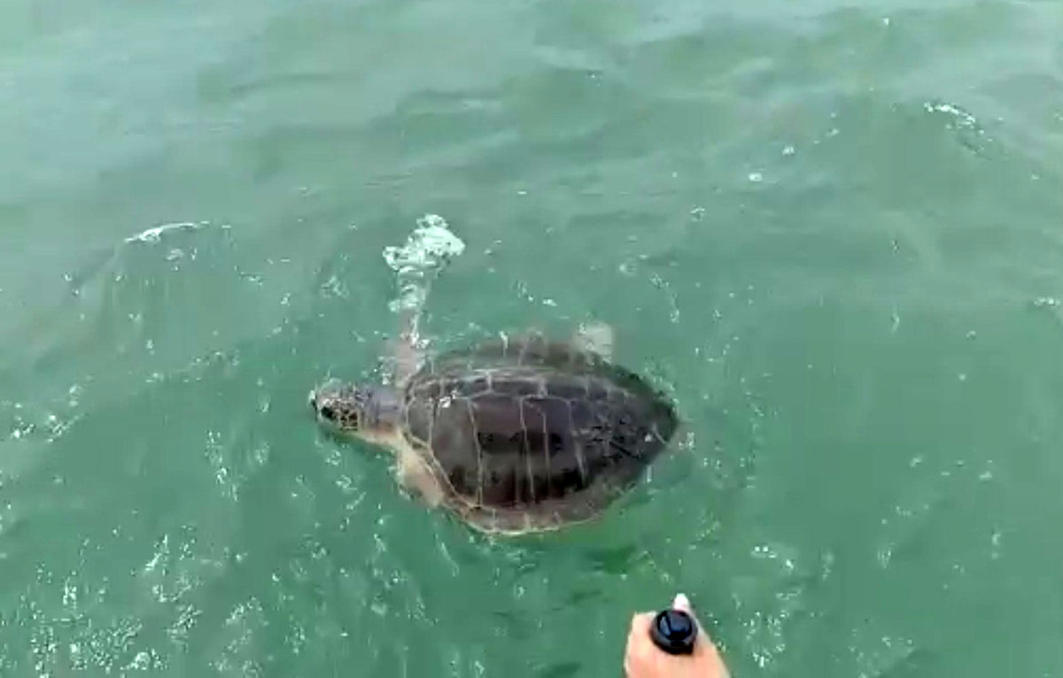 ಕಳೆದ 30 ವರ್ಷಗಳಲ್ಲಿ 1.1 ಮಿಲಿಯನ್ ಗೂ ಅಧಿಕ ಕಡಲಾಮೆಗಳ ಹತ್ಯೆ: ವರದಿ