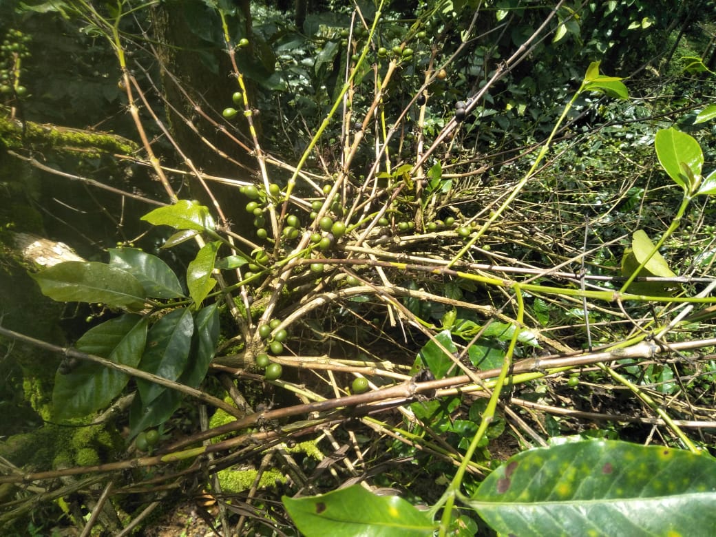 ಚಿಕ್ಕಮಗಳೂರು: ಮಲೆನಾಡು ಭಾಗದಲ್ಲಿ ಮುಂದುವರಿದ ಮಳೆ