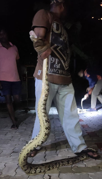 ಪೊಲೀಸ್ ವಸತಿಗೃಹದಲ್ಲಿ ಹೆಬ್ಬಾವು ಪ್ರತ್ಯಕ್ಷ