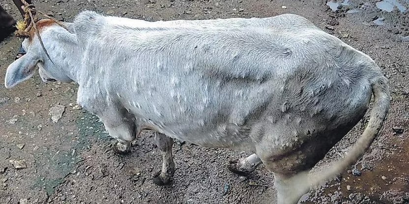 ಗಡ್ಡೆ ಚರ್ಮ ರೋಗಕ್ಕೆ ದೇಶದಲ್ಲಿ 67,000 ಕ್ಕೂ ಅಧಿಕ ಜಾನುವಾರು ಬಲಿ: ಕೇಂದ್ರ ಸರ್ಕಾರ