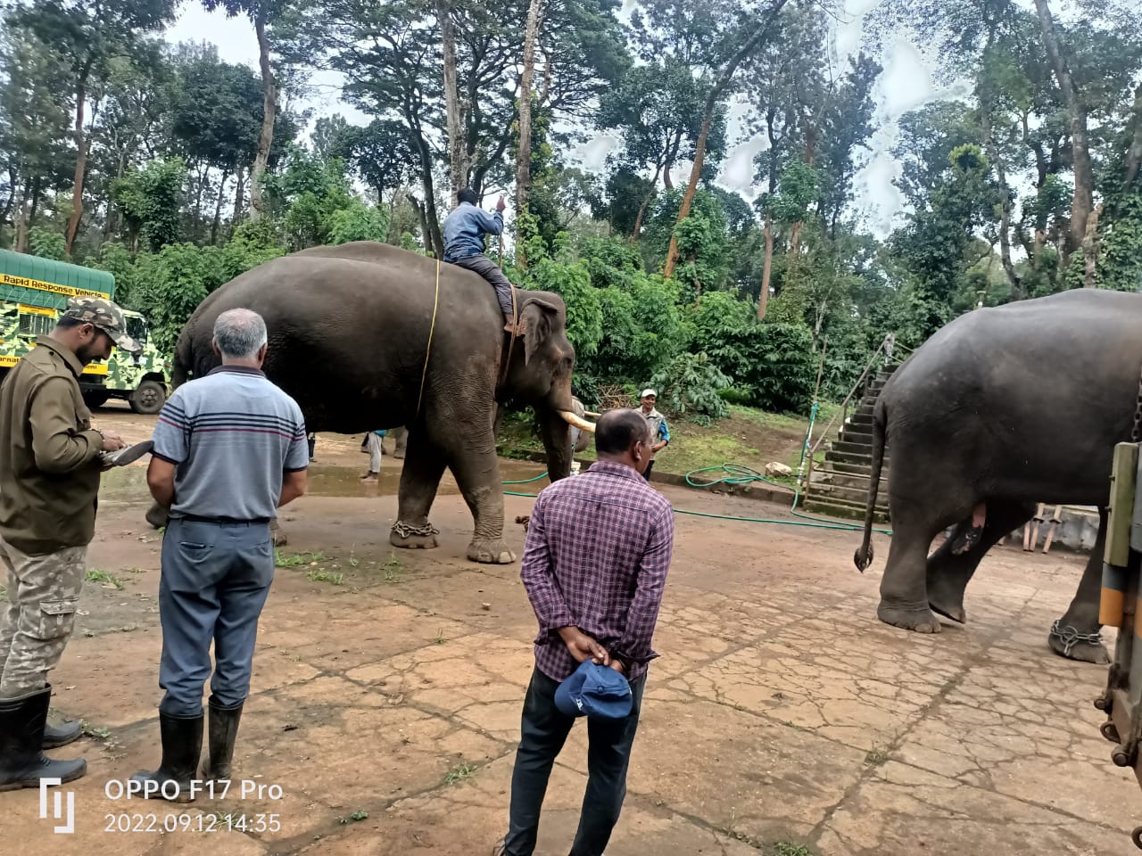 ವಿರಾಜಪೇಟೆ: ಹಸುಗಳನ್ನು ಬಲಿ ಪಡೆದ ಹುಲಿ ಸೆರೆಗೆ 4 ಸಾಕಾನೆಗಳೊಂದಿಗೆ ಕಾರ್ಯಾಚರಣೆಗಿಳಿದ ಅರಣ್ಯ ಅಧಿಕಾರಿಗಳು