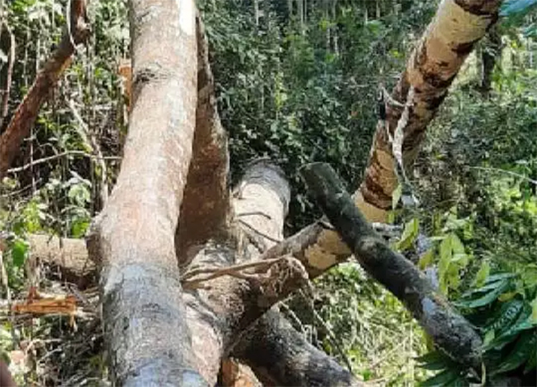 ಕಡಿಯುತ್ತಿದ್ದ ಮರ ಬಿದ್ದು ಕೂಲಿ ಕಾರ್ಮಿಕ ಮೃತ್ಯು
