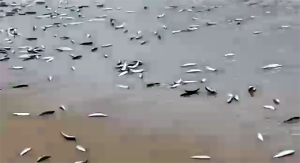 ಮಲ್ಪೆ: ತೊಟ್ಟಂ ಕಡಲ ತೀರದಲ್ಲಿ ಬೂತಾಯಿ ಮೀನಿನ ರಾಶಿ!