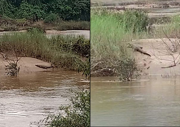 ಉಪ್ಪಿನಂಗಡಿ: ಪಂಜಳ ನೇತ್ರಾವತಿ ನದಿಯಲ್ಲಿ ಮೊಸಳೆಗಳು ಪತ್ತೆ