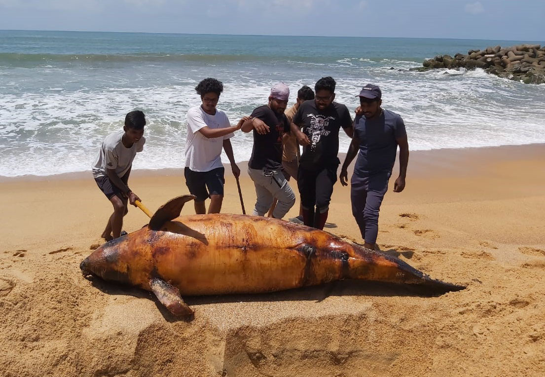 ತ್ರಾಸಿ ಬೀಚ್‌ನಲ್ಲಿ ಡಾಲ್ಫಿನ್ ಕಳೇಬರ ಪತ್ತೆ