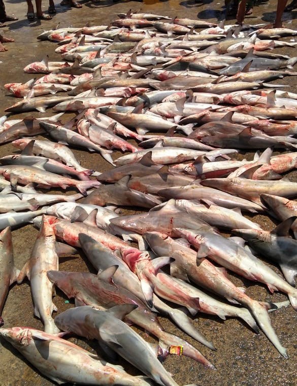 ಮಲ್ಪೆ: ನಾಡದೋಣಿ ಬಲೆಗೆ ಬಿದ್ದ ಮಿಲ್ಕ್ ತಾಟೆ ಮೀನುಗಳು!