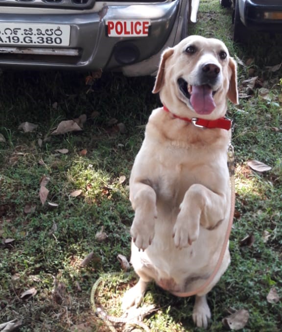 ಮಂಗಳೂರು; ಪೊಲೀಸ್ ಇಲಾಖೆಯ ಶ್ವಾನ ಸಾವು