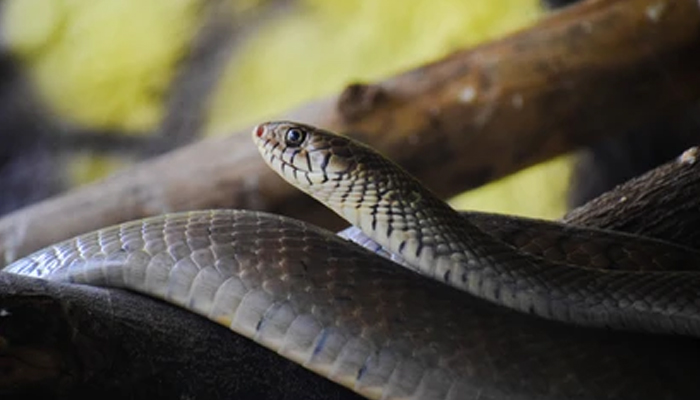 ಭಟ್ಕಳ: ಶಾಲೆಯಲ್ಲಿ ಹಾವು ಕಚ್ಚಿ ಬಾಲಕನಿಗೆ ಗಂಭೀರ ಗಾಯ