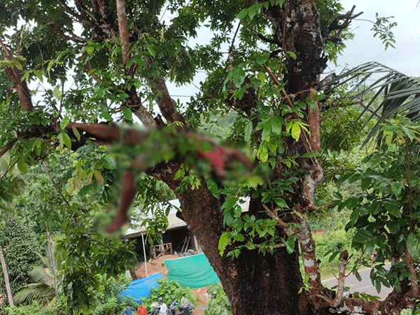 ಕಡಬ: ಮರವೇರಿ ಕೊಂಬೆ ಕಡಿಯುತ್ತಿದ್ದ ವೇಳೆ ವಿದ್ಯುತ್ ತಂತಿ ಸ್ಪರ್ಶ: ವ್ಯಕ್ತಿ ಮೃತ್ಯು