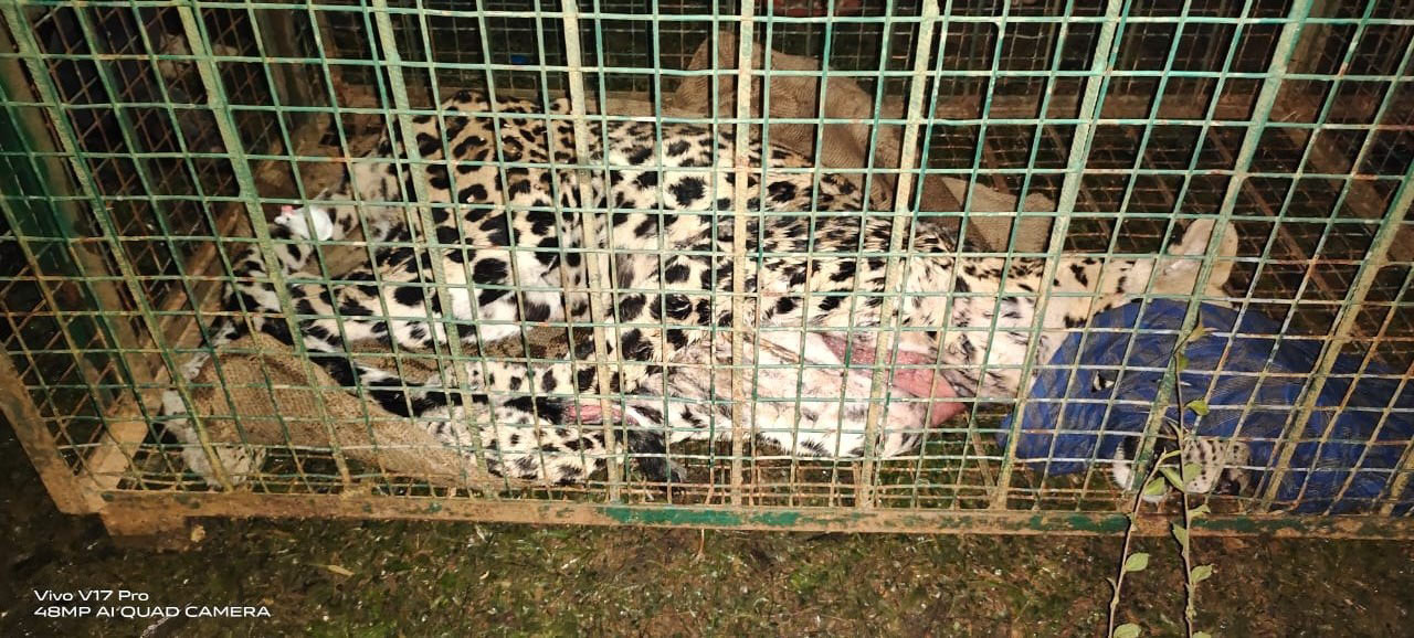 ಹಿರಿಯಡ್ಕ; ಪಾಳು ಬಿದ್ದ ಮನೆಯೊಳಗೆ ಬಂಧಿಯಾಗಿದ್ದ ಚಿರತೆಯ ರಕ್ಷಣೆ