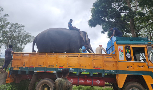 ಮೈಸೂರು ದಸರಾ: ಅರಮನೆಗೆ ಆಗಮಿಸಿದ 2ನೇ ತಂಡದ ಆನೆಗಳು, ಸರಳ ಸ್ವಾಗತ