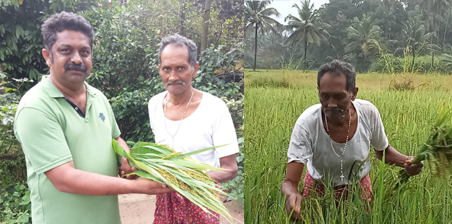 ಕಾರ್ಕಳ: ದೇವಸ್ಥಾನ, ಗರಡಿ, ಮನೆಗಳಿಗೆ ಹಬ್ಬಕ್ಕೆ ಭತ್ತದ ತೆನೆ ಒದಗಿಸಿ ಸೌಹಾರ್ದತೆ ಸಾರುವ ಲೋರೆನ್ಸ್ ವಾಝ್