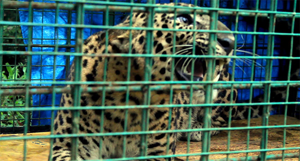 ಕುಂದಾಪುರ: ಚಿರತೆ ಸೆರೆ ಹಿಡಿಯುವಲ್ಲಿ ಯಶಸ್ವಿಯಾದ ಅರಣ್ಯ ಇಲಾಖೆ