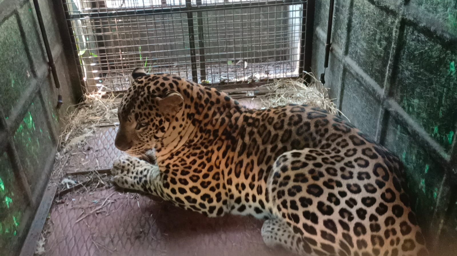 ಹನೂರು: ವ್ಯಕ್ತಿ, ಜಾನುವಾರು ಬಲಿ ತೆಗೆದುಕೊಂಡಿದ್ದ ಚಿರತೆ ಸೆರೆ