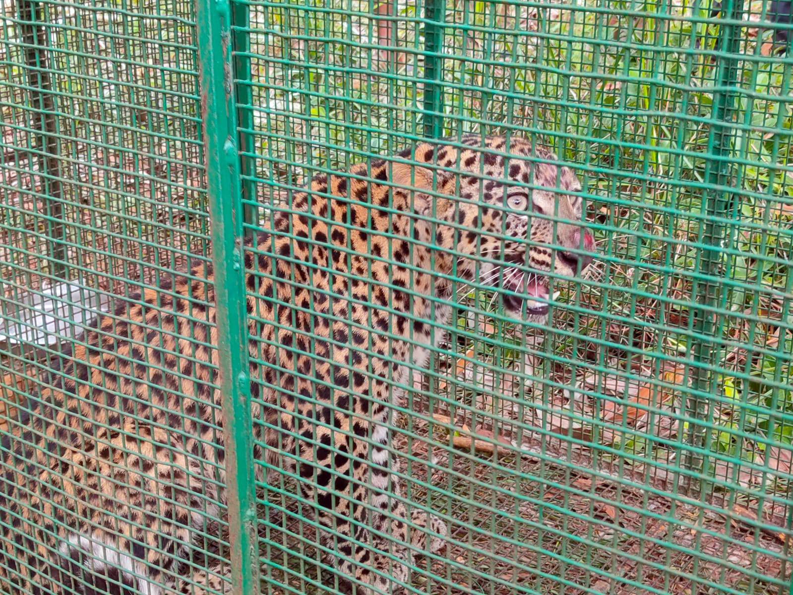 ಬ್ರಹ್ಮಾವರ: ಆತಂಕಕ್ಕೆ ಕಾರಣವಾಗಿದ್ದ ಚಿರತೆ ಅರಣ್ಯ ಇಲಾಖೆಯ ಬೋನಿನಲ್ಲಿ ಸೆರೆ