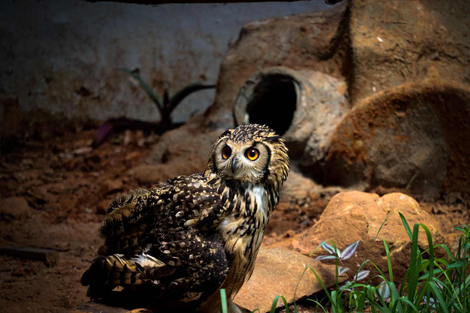 ಪಿಲಿಕುಳ ಜೈವಿಕ ಉದ್ಯಾನವನಕ್ಕೆ ಹೊಸ ಪ್ರಾಣಿ-ಪಕ್ಷಿಗಳ ಆಗಮನ