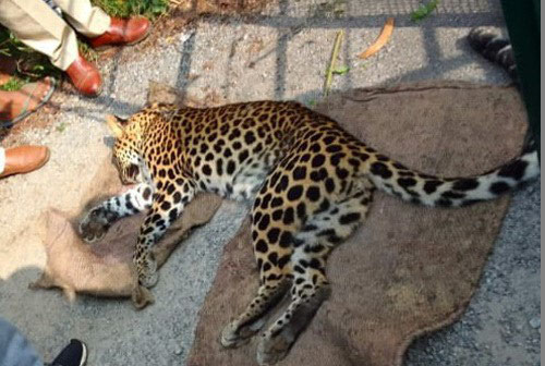 ಶಿರ್ವ: ತಂತಿ ಬೇಲಿಗೆ ಸಿಲುಕಿ ಒದ್ದಾಡುತ್ತಿದ್ದ ಚಿರತೆಯ ರಕ್ಷಣೆ