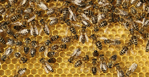 ಭಟ್ಕಳ | ಜೇನುನೊಣ ದಾಳಿ: ಮೂವರಿಗೆ ಗಾಯ