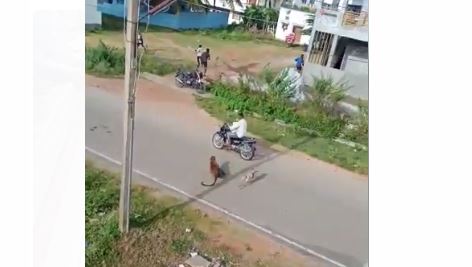 ಮೈಸೂರು | ಕೆ.ಆರ್. ನಗರದ ಪಟ್ಟಣದಲ್ಲಿ ಜನರ ಮೇಲೆ ಎರಗಿದ ಚಿರತೆ: ವೀಡಿಯೊ ವೈರಲ್