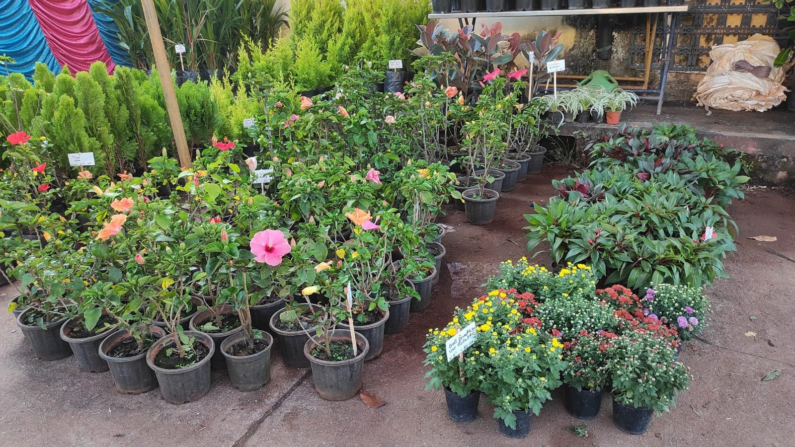 ಉಡುಪಿಯಲ್ಲಿ ಗಮನ ಸೆಳೆಯುತ್ತಿರುವ ಸಸ್ಯಸಂತೆ