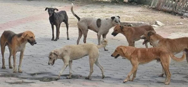 ತಾನು ಪೋಷಿಸುತ್ತಿದ್ದ ಬೀದಿನಾಯಿ ಸತ್ತ ಬೇಸರದಿಂದ ವಿದ್ಯಾರ್ಥಿನಿ ಆತ್ಮಹತ್ಯೆ!