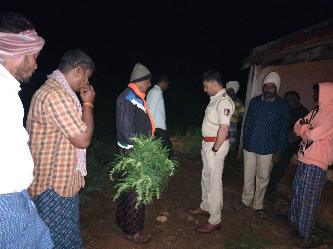 ಹನೂರು: ಕೃಷಿ ಜಮೀನಿನಲ್ಲಿ ಗಾಂಜಾ ಬೆಳೆದಿದ್ದ ಆರೋಪಿ ಬಂಧನ