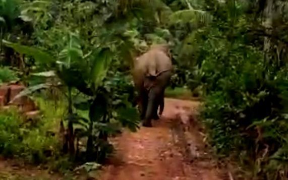 ಶಿರಾಡಿ ಗ್ರಾಮದಲ್ಲಿ ಕಾಡಾನೆ: ಜನರಲ್ಲಿ ಆತಂಕ