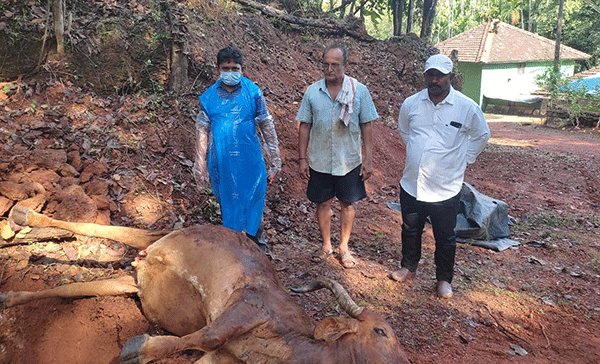 ಭಟ್ಕಳದಲ್ಲಿ ಜಾನುವಾರುಗಳಿಗೆ ಚರ್ಮಗಂಟು ರೋಗ: ಆಕಳು ಸಾವು