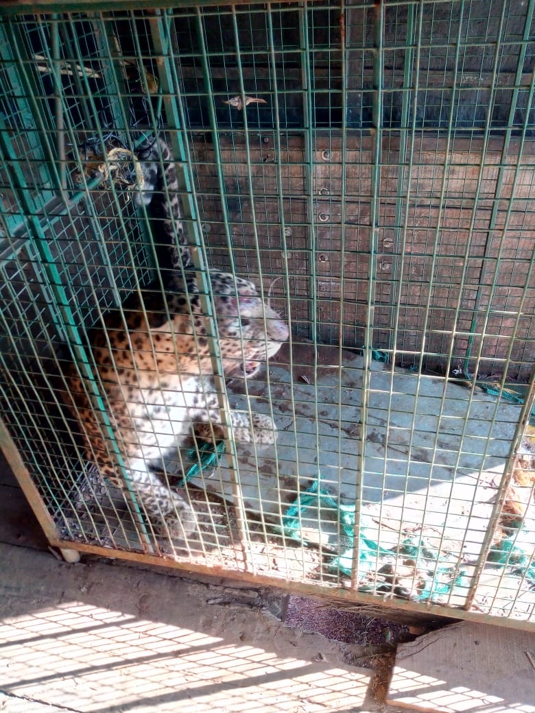 ಉಡುಪಿ: ಬೋನಿ‌ಗೆ ಬಿತ್ತು ಮರಿಯನ್ನು ಅರಸಿ ಬಂದ ತಾಯಿ ಚಿರತೆ!