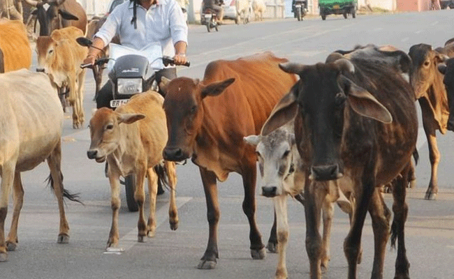 ಬಿಡಾಡಿ ದನಗಳ ಹಾವಳಿ ಮಿತಿ ಮೀರಿದೆ, ಕ್ರಮ ಕೈಗೊಳ್ಳಿ : ಗುಜರಾತ್‌ ಸರ್ಕಾರಕ್ಕೆ ಹೈಕೋರ್ಟ್‌ ಸೂಚನೆ