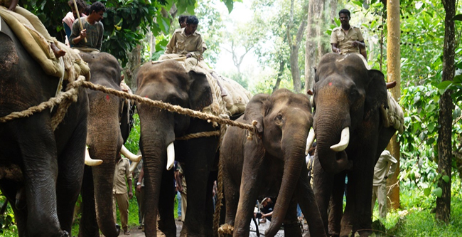 ನಿಲ್ಲದ ಕಾಡಾನೆಗಳ ಹಾವಳಿ; ಮೂಡಿಗೆರೆಯಲ್ಲಿ ಶಾಶ್ವತ ಆನೆ ಶಿಬಿರ ಆರಂಭಿಸಲು ಆಗ್ರಹ