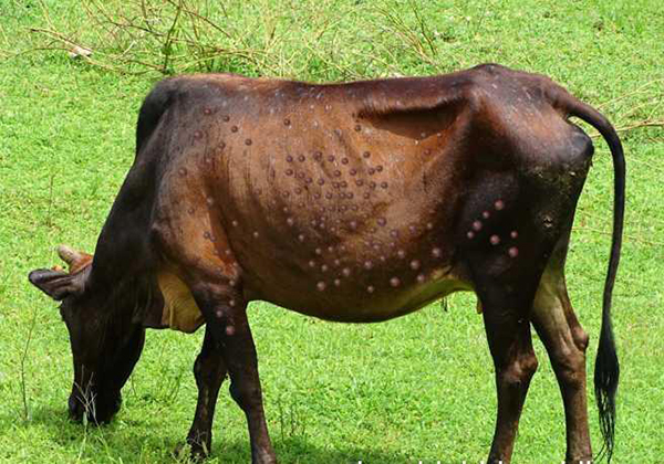 ರಾಜ್ಯದಲ್ಲಿ ಚರ್ಮಗಂಟು ರೋಗದಿಂದ 21 ಸಾವಿರಕ್ಕೂ ಅಧಿಕ ಜಾನುವಾರುಗಳ ಸಾವು: ಸಚಿವ ಪ್ರಭು ಚೌಹಾಣ್