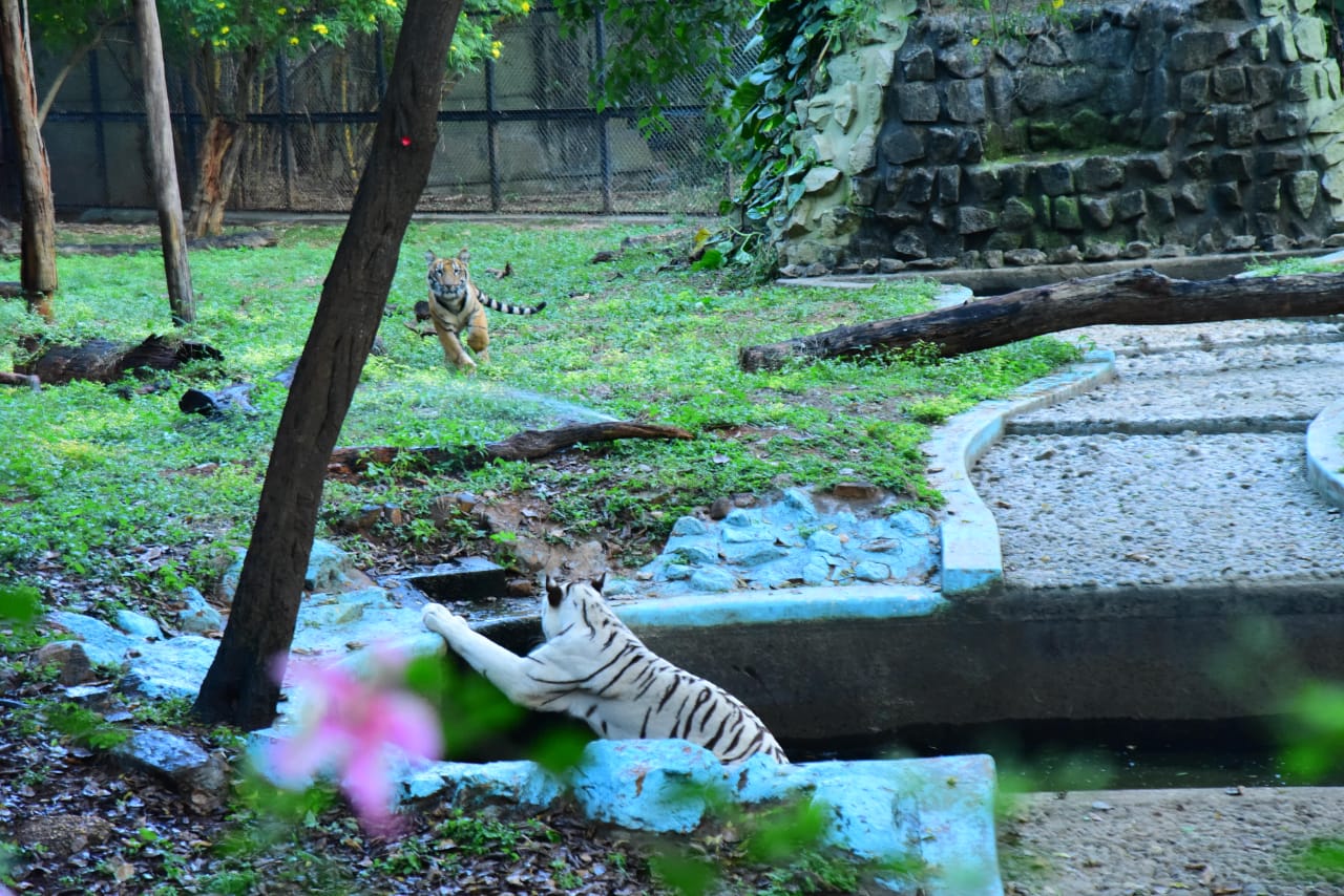 ಮೈಸೂರು ಮೃಗಾಲಯದಲ್ಲಿ ಹುಲಿಮರಿಗಳ ವೀಕ್ಷಣೆಗೆ ಚಾಲನೆ ನೀಡಿದ ಸಚಿವ ಎಸ್.ಟಿ.ಸೋಮಶೇಖರ್