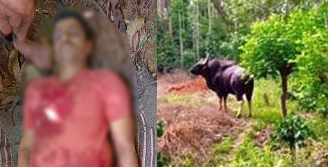 ಚಿಕ್ಕಮಗಳೂರು: ಕಾಡುಕೋಣ ತಿವಿದು ವ್ಯಕ್ತಿ ಸಾವು