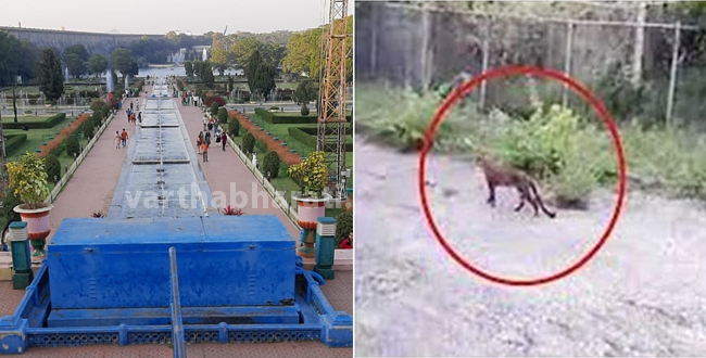 3 ತಿಂಗಳ ಕಾರ್ಯಾಚರಣೆ; KRS ಬೃಂದಾವನದಲ್ಲಿ ಕೊನೆಗೂ ಬೋನಿಗೆ ಬಿದ್ದ ಚಿರತೆ