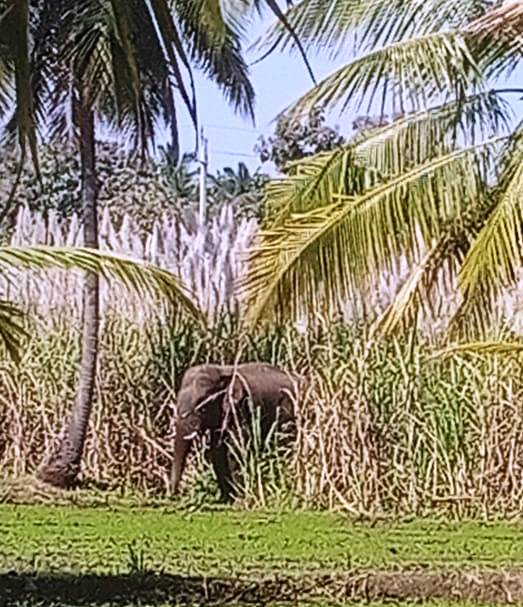 ಮದ್ದೂರು: ಕಬ್ಬಿನಗದ್ದೆಗೆ ಲಗ್ಗೆ ಇಟ್ಟ ಒಂಟಿ ಸಲಗ