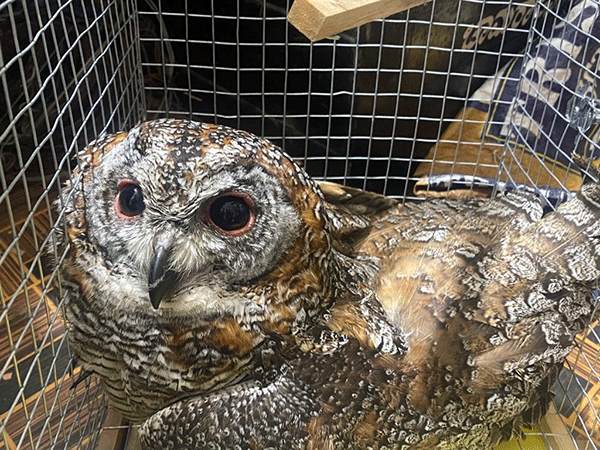 ಚಾಮರಾಜನಗರ | ವಾಮಾಚಾರಕ್ಕೆ ಸಾಗಿಸುತ್ತಿದ್ದ ಜೀವಂತ ಗೂಬೆಯ ರಕ್ಷಣೆ: ಇಬ್ಬರ ಬಂಧನ ಚಾಮರಾಜನಗರ | ವಾಮಾಚಾರಕ್ಕೆ ಸಾಗಿಸುತ್ತಿದ್ದ ಜೀವಂತ ಗೂಬೆಯ ರಕ್ಷಣೆ: ಇಬ್ಬರ ಬಂಧನ