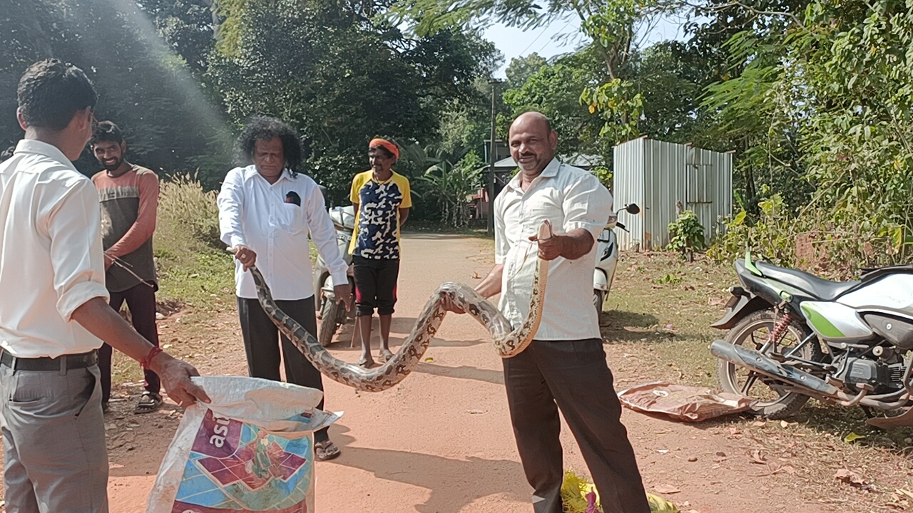 ಉಡುಪಿ: ಹೆಬ್ಬಾವಿನ ರಕ್ಷಣೆ