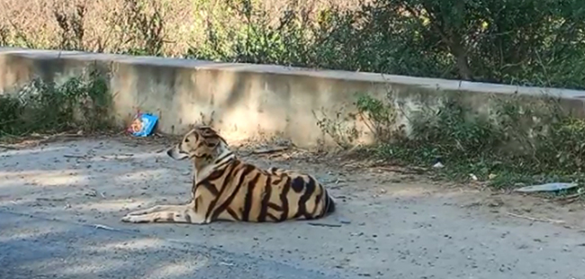 ಚಾಮರಾಜನಗರ: ಬೆಳೆ ಉಳಿಸಿಕೊಳ್ಳಲು ನಾಯಿಗೆ ಹುಲಿ ವೇಷ ಹಾಕಿದ ರೈತ