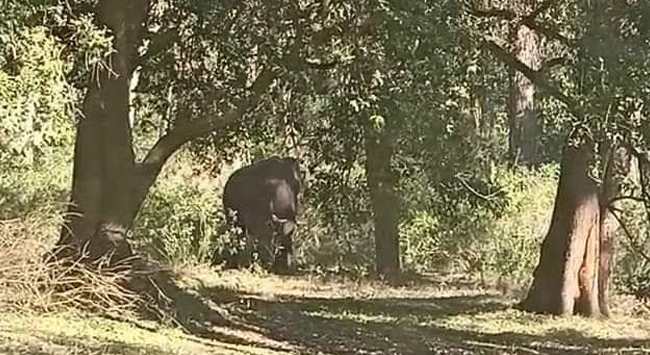 ಸಾಕಾನೆ ಮೇಲೆ ಕಾಡಾನೆ ದಾಳಿ ಹಿನ್ನೆಲೆ: ದುಬಾರೆಗೆ ಪ್ರವೇಶ ನಿರ್ಬಂಧ