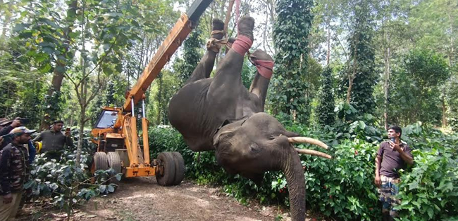 ಮಡಿಕೇರಿ: ಕಾರ್ಯಾಚರಣೆ ವೇಳೆ ಕಾಡಾನೆ ಸಾವು