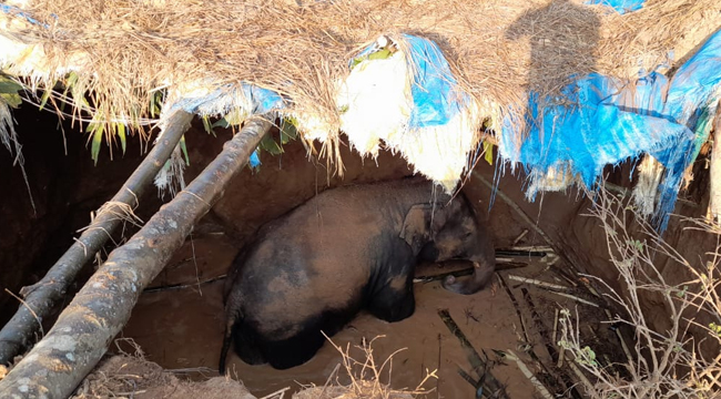 ಸಕಲೇಶಪುರ: ಗ್ರಾಮಸ್ಥರು ತೋಡಿದ ಖೆಡ್ಡಾಕ್ಕೆ ಬಿದ್ದ ಮರಿ ಆನೆ