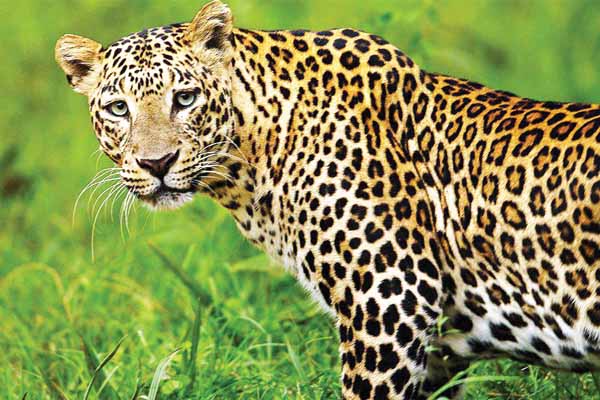 ರಾಮನಗರ: ಚಿರತೆಯಿಂದ ತಪ್ಪಿಸಿಕೊಳ್ಳಲು ಮರವೇರಿದ ಯುವತಿ; ಆಯ ತಪ್ಪಿ ಬಿದ್ದು ಗಂಭೀರ ಗಾಯ ರಾಮನಗರ: ಚಿರತೆಯಿಂದ ತಪ್ಪಿಸಿಕೊಳ್ಳಲು ಮರವೇರಿದ ಯುವತಿ; ಆಯ ತಪ್ಪಿ ಬಿದ್ದು ಗಂಭೀರ ಗಾಯ