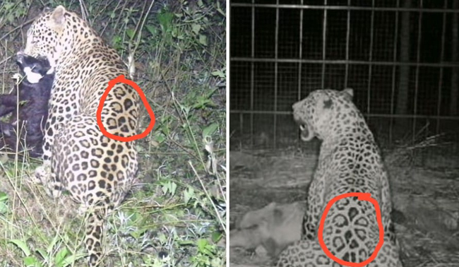 ತಿ.ನರಸೀಪುರ: ಜನರಲ್ಲಿ ಆತಂಕ ಮೂಡಿಸಿದ್ದ ಚಿರತೆ ಸೆರೆ; ಅಧಿಕಾರಿಗಳನ್ನು ಅಭಿನಂದಿಸಿ ಟ್ವೀಟ್ ಮಾಡಿದ ಸಿಎಂ