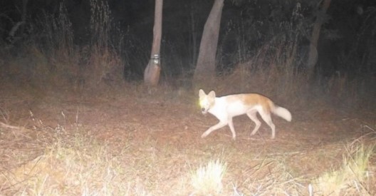 ಕಾವೇರಿ ವನ್ಯಧಾಮದಲ್ಲಿ ಮೊದಲ ಅಲ್ಬಿನೊ ಕಾಡುನಾಯಿ ಪತ್ತೆ